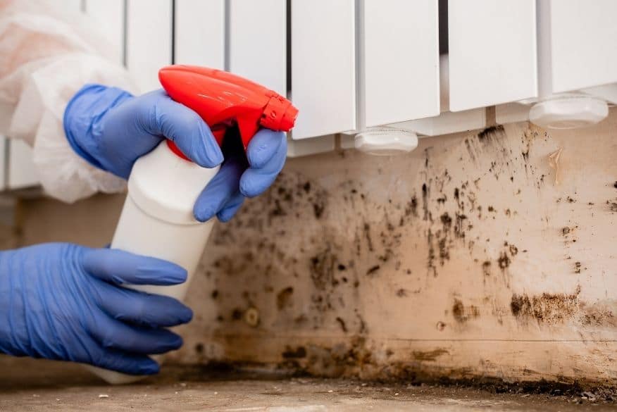 Defeating Mold: All Dry Services’ Expertise in Mold Remediation for San Luis Obispo and Santa Barbara County Residents